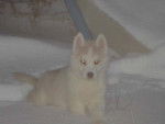 Raski - Husky Sibérien (5 mois)