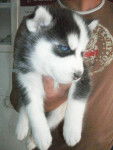 Husky - Husky Sibérien