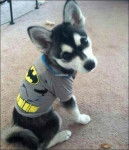 Loki - Husky Sibérien Mâle (1 an)