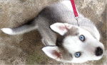 Saphyra (interdiction de prendre cette photo sans autorisation ,sinon je vais le signaler ) - Husky Sibérien (3 mois)