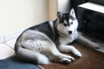 Ianook - Husky Sibérien Mâle (10 mois)