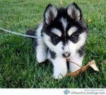 Ufy - Husky Sibérien Mâle (3 mois)