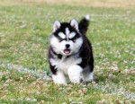 LUKY - Husky Sibérien Mâle (2 mois)