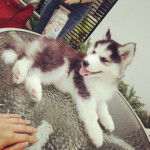 LUKA - Husky Sibérien Mâle (2 mois)