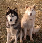 Keely and Millie - Husky Sibérien