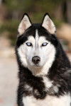 rick - Husky Sibérien Mâle (4 ans)