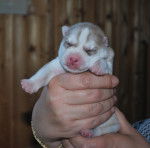 Waya - Husky Sibérien (1 mois)