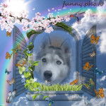 Inuk - Husky Sibérien Mâle (13 ans)