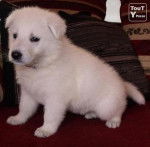 Blanco - Husky Sibérien Mâle (7 mois)