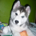 kira - Husky Sibérien Mâle (1 an)