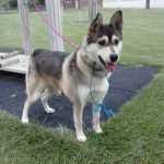 Kira - Husky Sibérien (2 ans)