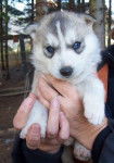 Baby - Husky Sibérien (2 mois)