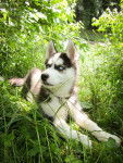 Mr. Thomas"R.I.P" - Husky Sibérien Mâle (8 mois)
