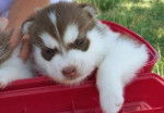 patoune bébé - Husky Sibérien (6 mois)