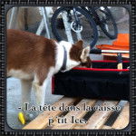 Ice Cream - Husky Sibérien Mâle (9 mois)