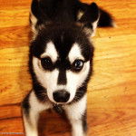 fox - Husky Sibérien Mâle (1 an)