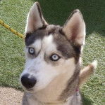 Gracie - Husky Sibérien (2 ans)