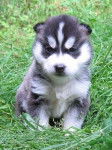 canelle - Husky Sibérien (5 mois)