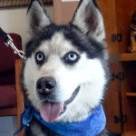 Jay - Husky Sibérien Mâle (2 ans)