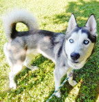 Dream - Husky Sibérien (2 ans)