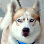 Sandy - Husky Sibérien (1 an)