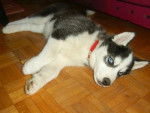 Miriam - Husky Sibérien (2 mois)