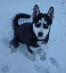 max - Husky Sibérien Mâle (1 mois)