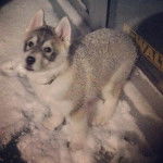 Skye - Husky Sibérien (5 mois)