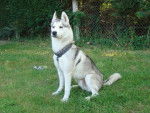 bella - Husky Sibérien (1 an)