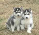 Princess & Prince - Husky Sibérien (4 mois)