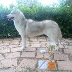 Halyeshka - Husky Sibérien (1 an)