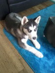prince - Husky Sibérien Mâle (5 mois)