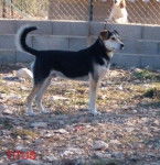 Handy - Husky Sibérien Mâle (4 ans)