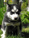 sasu - Husky Sibérien Mâle (3 mois)