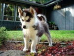 sasu - Husky Sibérien Mâle (4 mois)