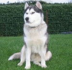 filou - Husky Sibérien Mâle (5 ans)