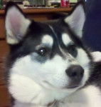 Bandit - Husky Sibérien Mâle (2 ans)