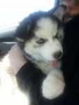 Suki - Husky Sibérien (3 mois)