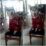 Ookami :3 - Husky Sibérien (2 ans)