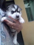 Nana - Husky Sibérien (1 mois)