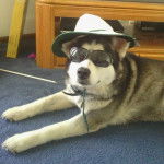 Panda - Husky Sibérien (4 ans)