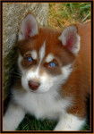Prince - Husky Sibérien Mâle (4 mois)