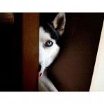 Hermes SDO - Husky Sibérien Mâle (1 an)