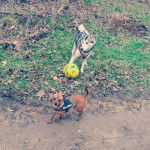 Apolo et son ami - Husky Sibérien Mâle (2 ans)