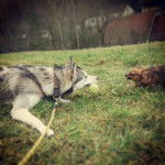 Apolo et son ami - Husky Sibérien Mâle (2 ans)