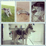 Apolo SDO - Husky Sibérien Mâle (4 mois)