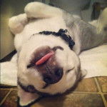 Apolo SDO - Husky Sibérien Mâle (2 ans)