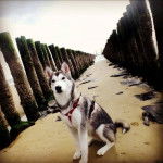 Apolo SDO - Husky Sibérien Mâle (2 ans)