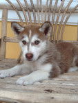 Draco - Husky Sibérien Mâle (3 mois)