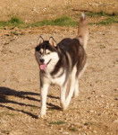 Haro - Husky Sibérien Mâle (2 ans)
